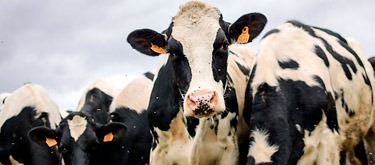 A future for Aussie dairy farmers beyond milk