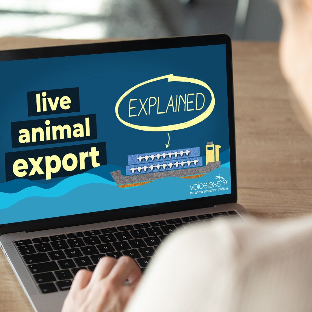 Live Animal Export Explained