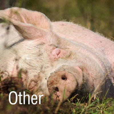 Image for choice number 4