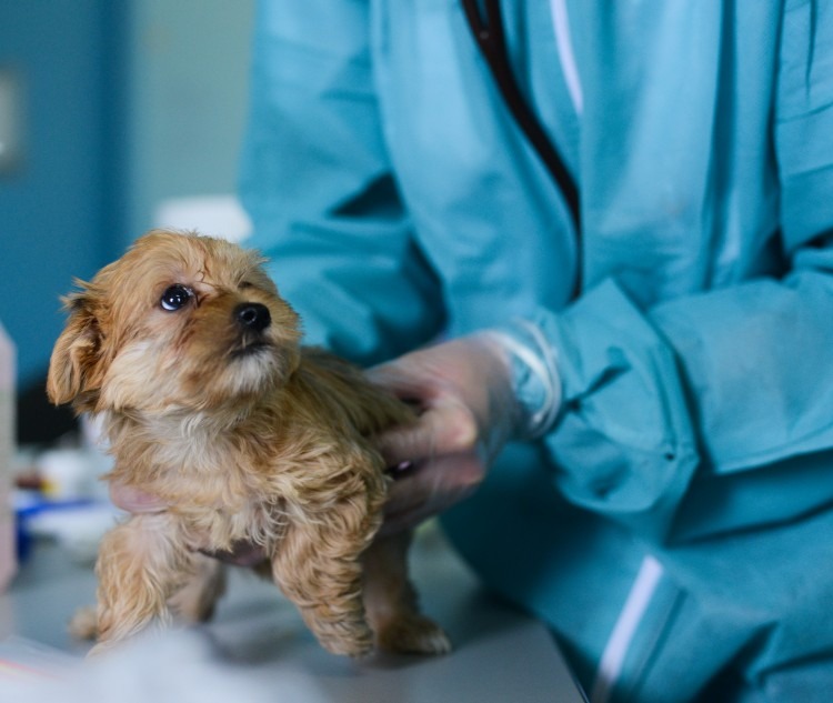 Rescued puppy being checked by a Veterinarian