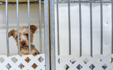 Dog in puppy mill in canada