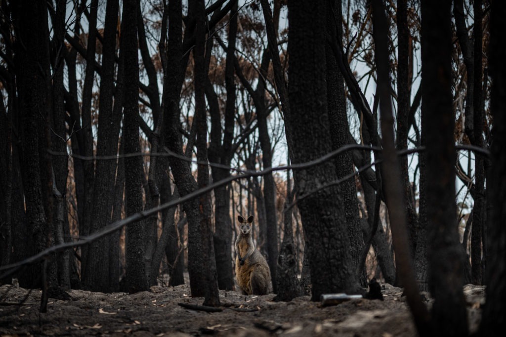 Animals in disasters - kangaroo bushfires