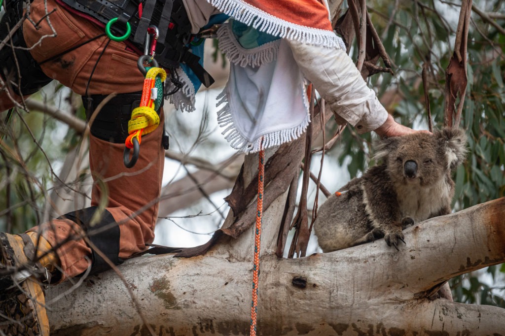 animals in disasters - koala bushfires